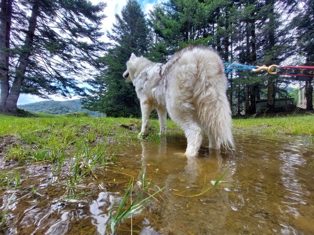 conseils hydratation chien sportif