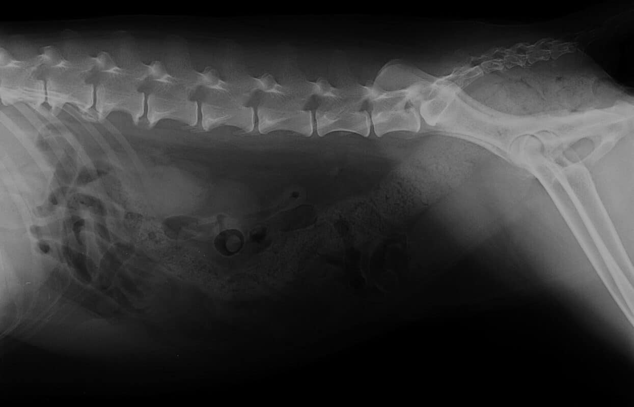 glayna-radio-chien-arthrose-colonne-vertebrale