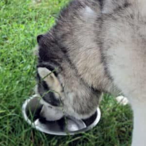 hydra boost gamelle eau hydratation chien