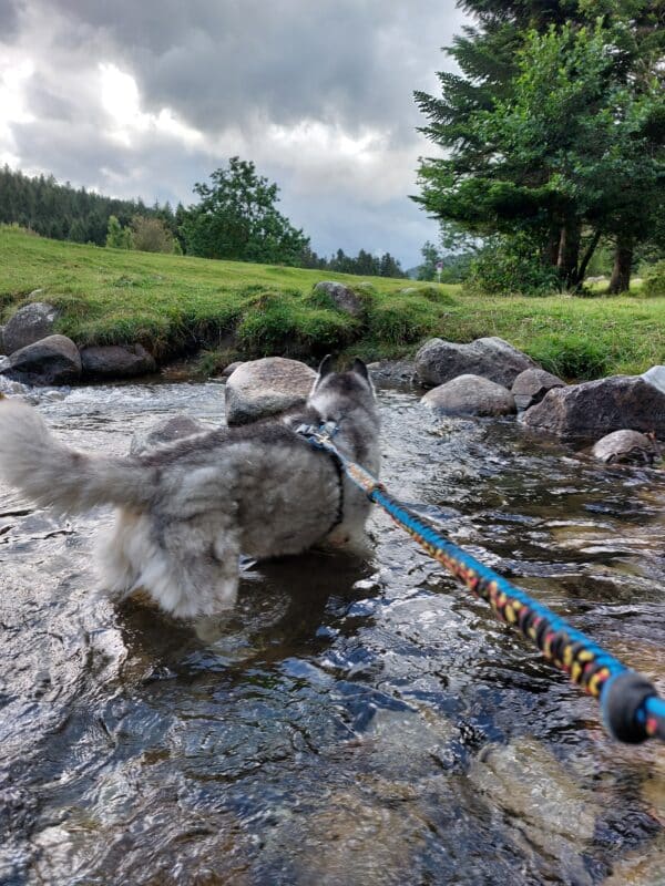 hydratation du chien en canicross