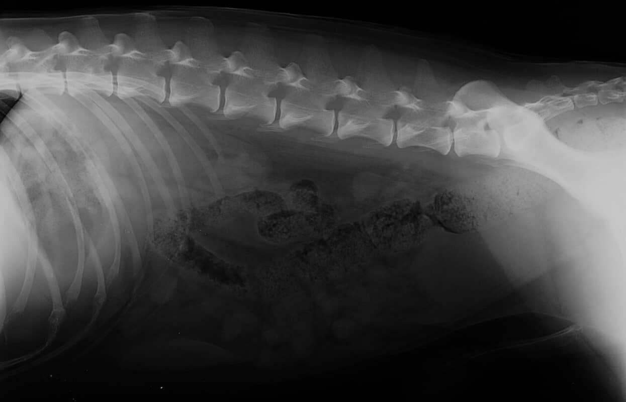 joly-radio-chien-colonne-vertebrale