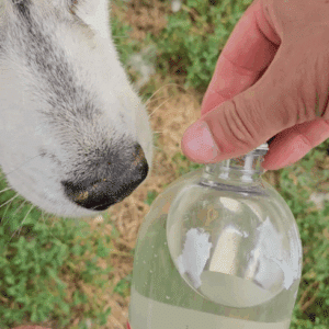ouverture bouteille hydratation chien