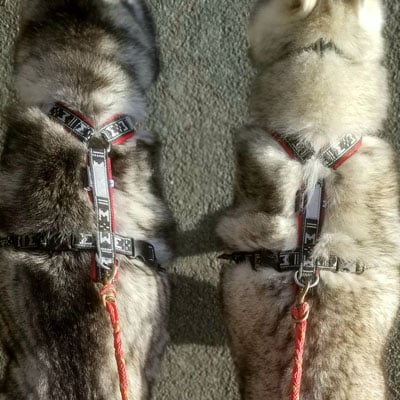 harnais chien sportif