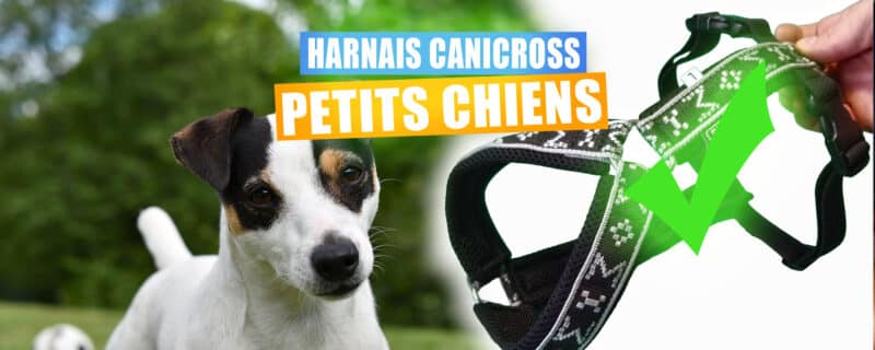 harnais canicross petit chien